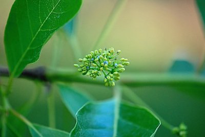Nyssa sylvatica - tupela lesní - květenství